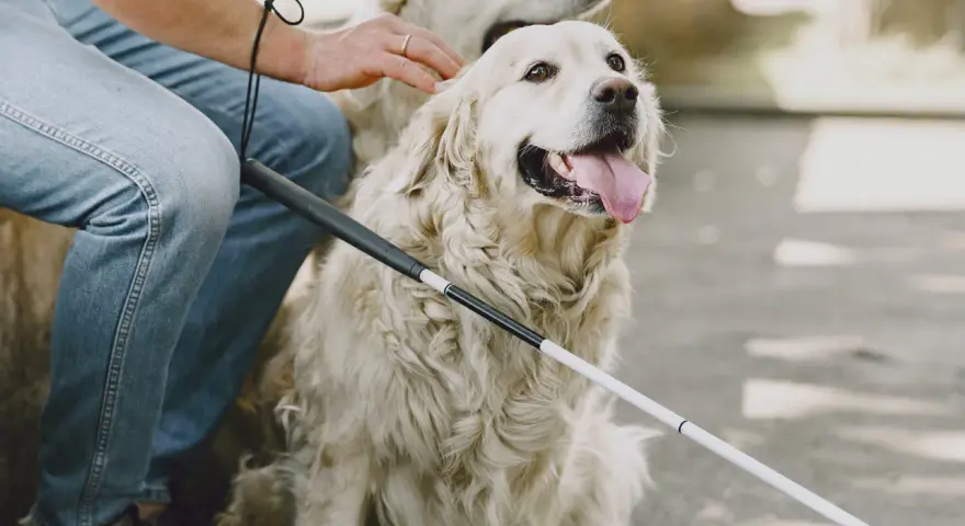 Un hombre acaricia a un perro guía, mostrando cómo ganarse la confianza de un perro con paciencia y afecto.