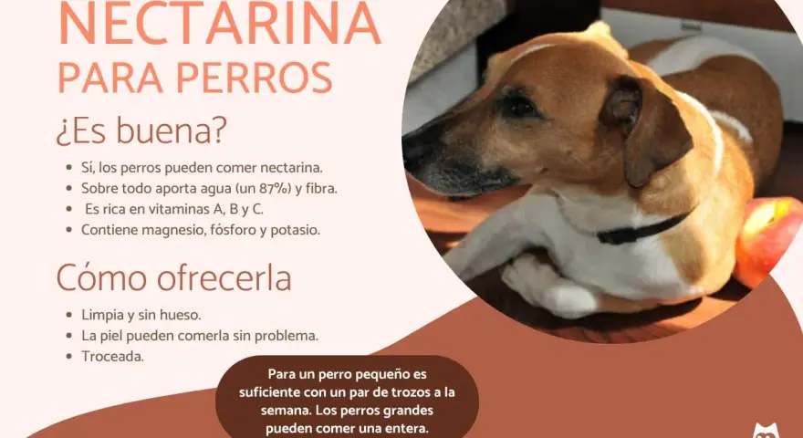 Un perro mira atentamente una nectarina. El texto indica que los perros pueden comer nectarina, aportando agua, fibra y vitaminas.