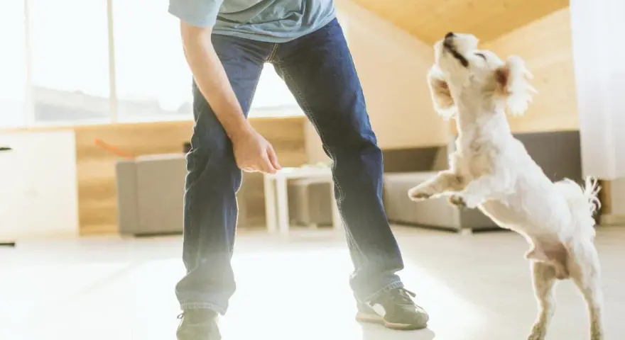 Mi perro me salta encima y me muerde los tobillos jugando.