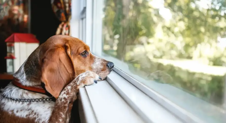 Un perro con orejas largas mira por la ventana, con la pata apoyada en el alféizar. Parece que mi perro quiere volver a casa.