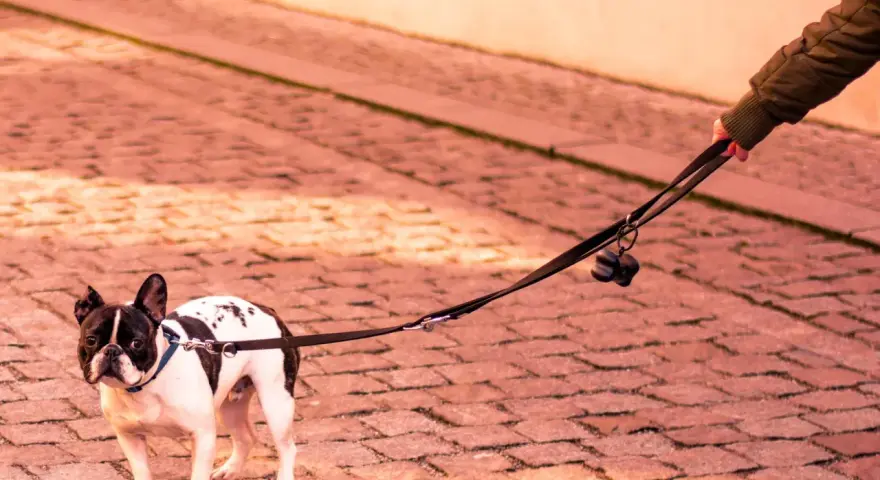 Mi perro se queda parado en la calle, un bulldog francés blanco y negro, con su correa sujeta por una mano.