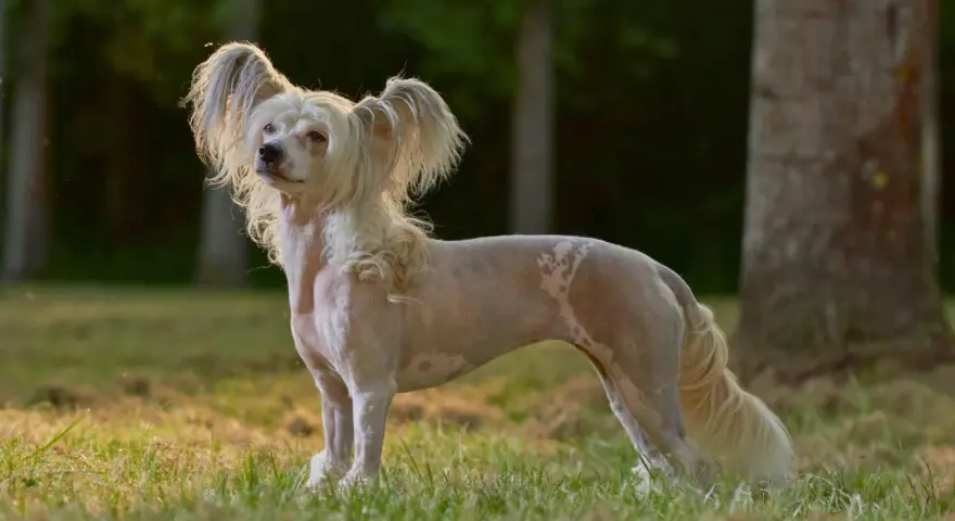 Un elegante crestado chino, con su pelaje distintivo y orejas emplumadas, posa en un prado al atardecer.