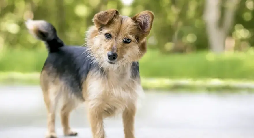 Perro de tamaño mediano, pelaje marrón y negro, con orejas puntiagudas. Sus posturas de perros significado pueden variar, pero esta parece curiosa.