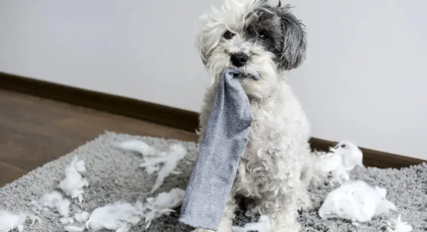 Perro blanco y gris con un calcetín en la boca, sentado sobre una alfombra llena de relleno. ¡Mi perro muerde todo!