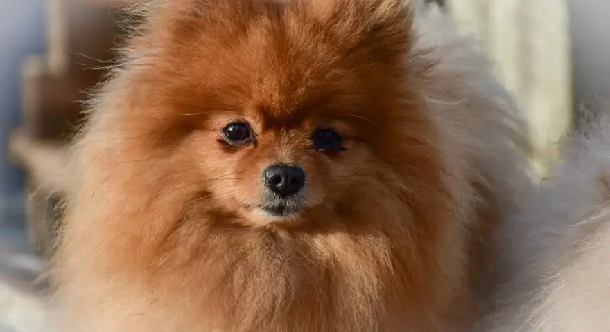Un adorable Pomerania de pelaje naranja y blanco, mostrando la variedad de pomerania tipos.