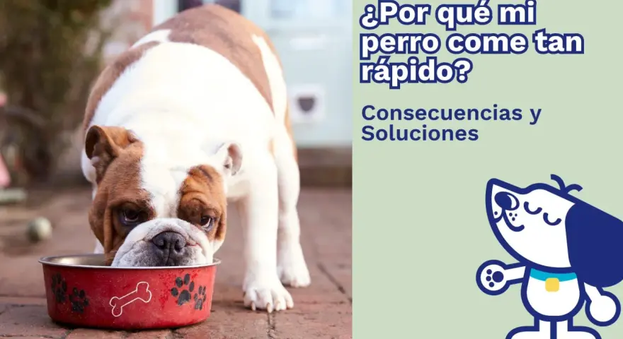 Un bulldog inglés come su comida muy rápido de un cuenco rojo. El texto pregunta: "¿Por qué mi perro come tan rápido?".