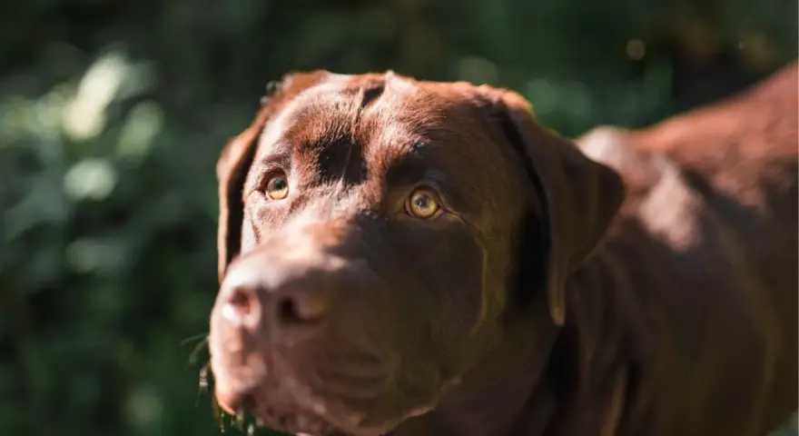 Primer plano de un labrador chocolate con ojos brillantes, preguntándose porque mi perro me mira cuando paseamos.