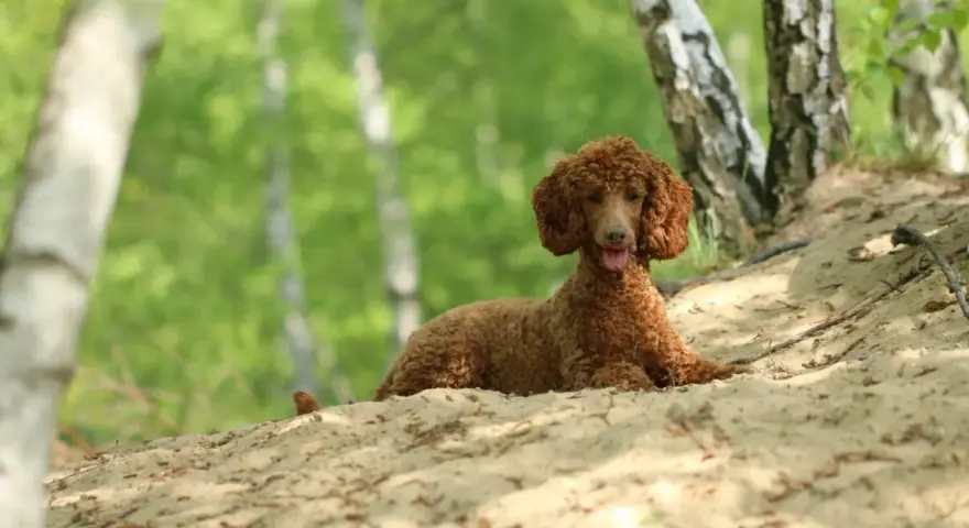 Un bernedoodle mini de pelaje rizado y color canela descansa en una duna de arena, rodeado de árboles y follaje verde.