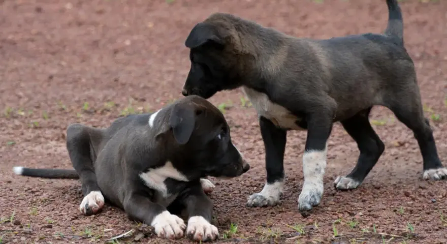 Dos cachorros interactúan en el suelo. Uno está acostado, el otro de pie. A veces, mi perro no mueve la cola cuando lo acaricio, pero estos cachorros parecen curiosos.