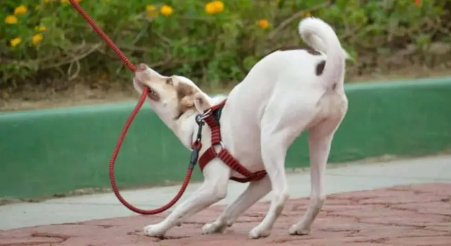 Mi cachorro no quiere salir a la calle. Se aferra a la correa con sus dientes, ¡parece que prefiere quedarse en casa!