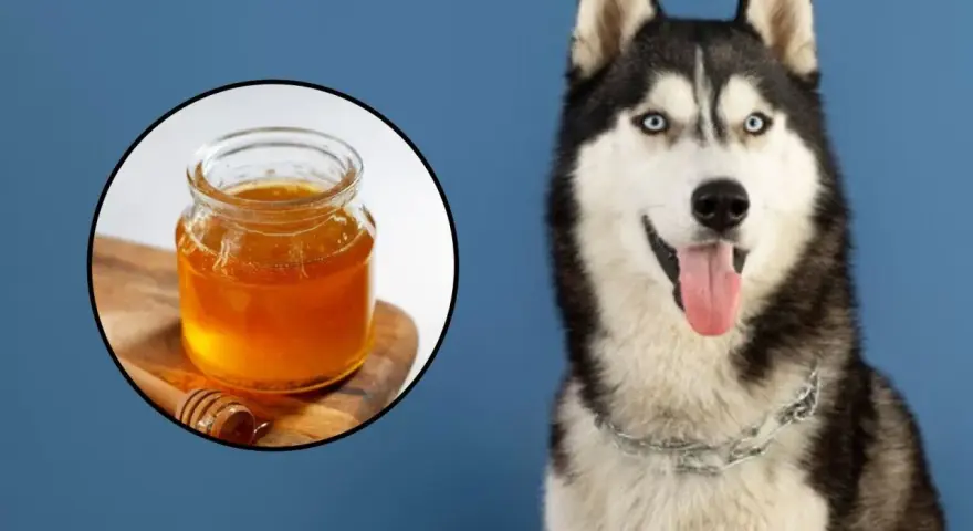 Husky con ojos azules sonriendo, junto a un tarro de miel. ¿Sabías que los perros pueden comer miel?