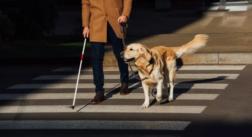 Un hombre con bastón blanco y un perro guía cruzan la calle. Los perros ciegos sufren, pero este perro ayuda a su dueño a navegar el mundo.