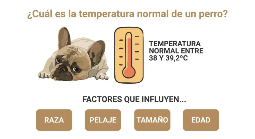 Un perro francés descansa, con un termómetro que indica la temperatura normal de 38-39.2°C. Ideal para el verano.