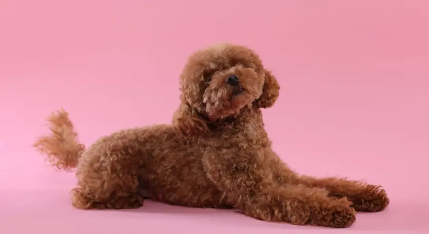 Caniche marrón con pelo rizado, un ejemplo de los tipos de caniches tamaños, posando sobre fondo rosa.