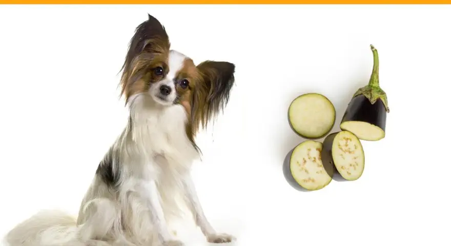 Un perro adorable mira atentamente mientras se presentan rodajas de berenjena, sugiriendo que los perros pueden comer berenjena.