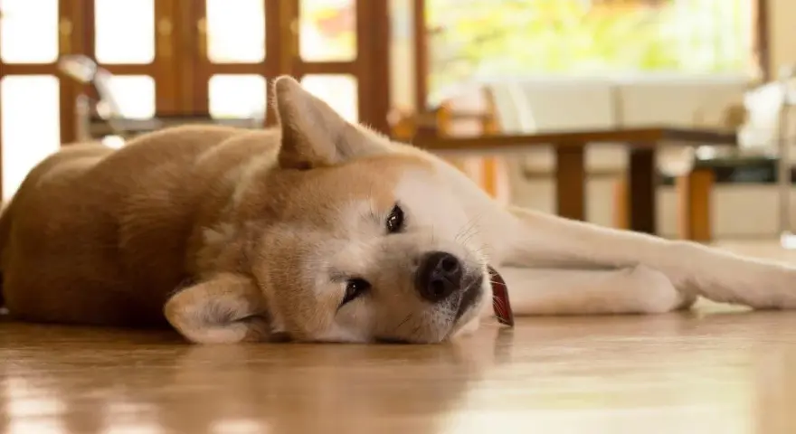 Mi perro no puede andar de repente. Este Akita descansa en el suelo, con la cabeza apoyada en sus patas delanteras.