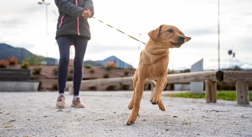 Un perro tira de la correa con entusiasmo, saltando en el aire mientras su dueño lo sujeta.