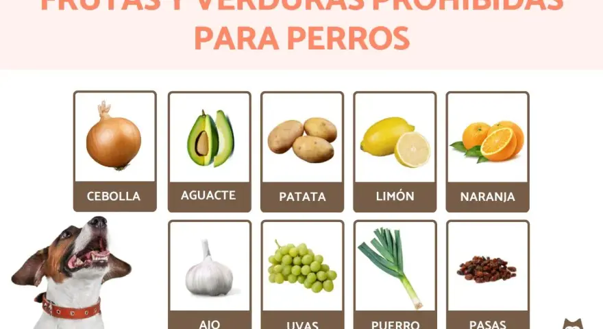 Lista de frutas y verduras prohibidas para perros: cebolla, aguacate, patata, limón, naranja, ajo, uvas, puerro y pasas.
