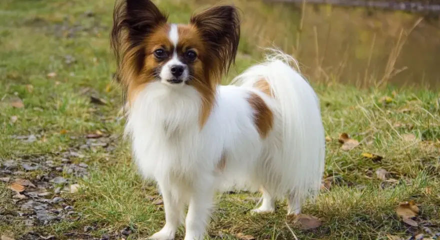 Un adorable papillon perro, con sus orejas grandes y peludas, posa en un prado verde cerca de un estanque.