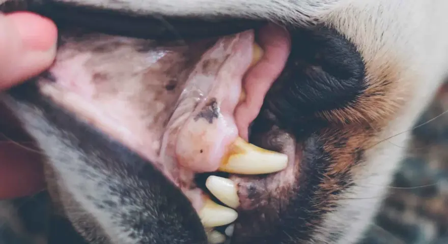 Boca de perro con encías blancas y rosadas, mostrando dientes amarillentos y una pequeña mancha oscura.