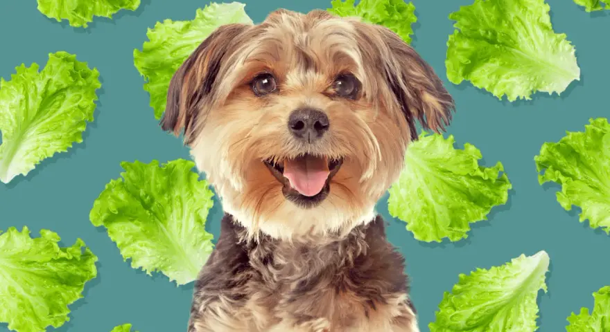 Un perro feliz rodeado de hojas de lechuga, demostrando que los perros pueden comer lechuga.