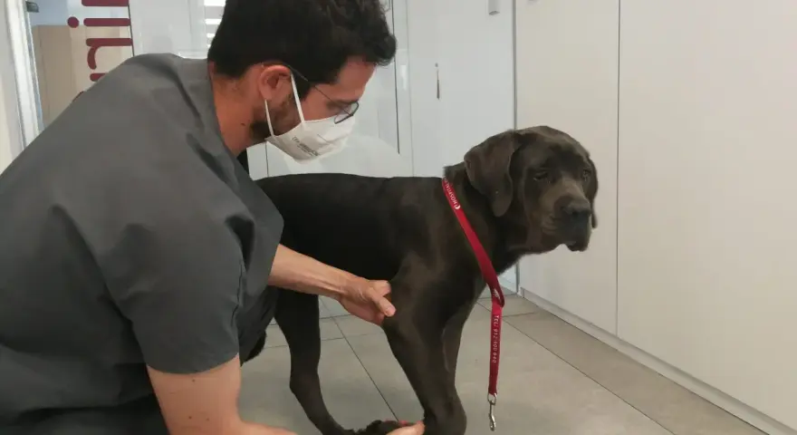 Veterinario examina a un perro grande que cojea de una pata delantera. El perro tiene un collar rojo.