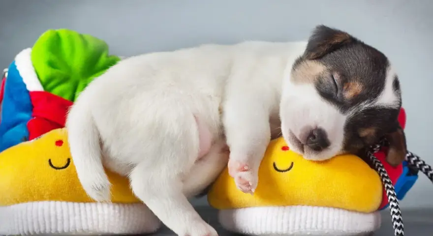Un tierno cachorro duerme plácidamente sobre unos zapatitos amarillos con caritas sonrientes. Parece que mi perro no quiere comer y solo quiere dormir.