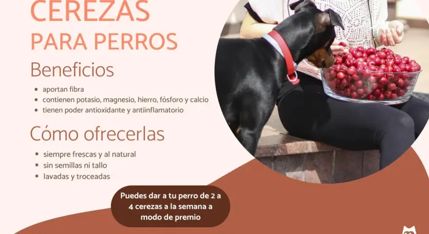 Un perro negro mira un tazón de cerezas. Los perros pueden comer cerezas sin semilla, un snack saludable.