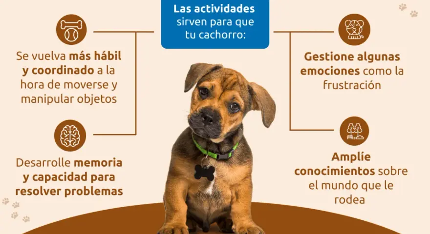 Cachorro adorable aprende con actividades: mejora coordinación, memoria, manejo de emociones y conocimiento del entorno.