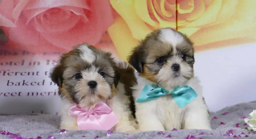 Dos adorables cachorros de perro shih tzu, uno con un lazo rosa y otro con uno turquesa, posan sobre un fondo floral.