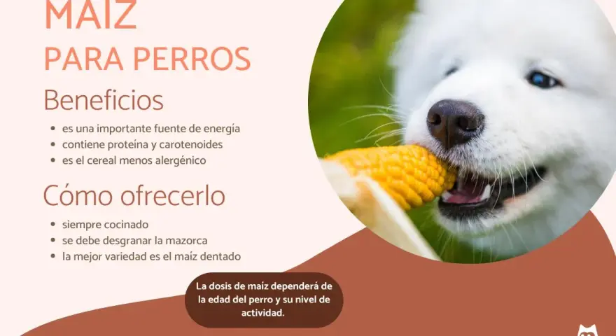 Un perro blanco disfruta de una mazorca de maíz, destacando los beneficios y cómo ofrecer maíz a los perros.