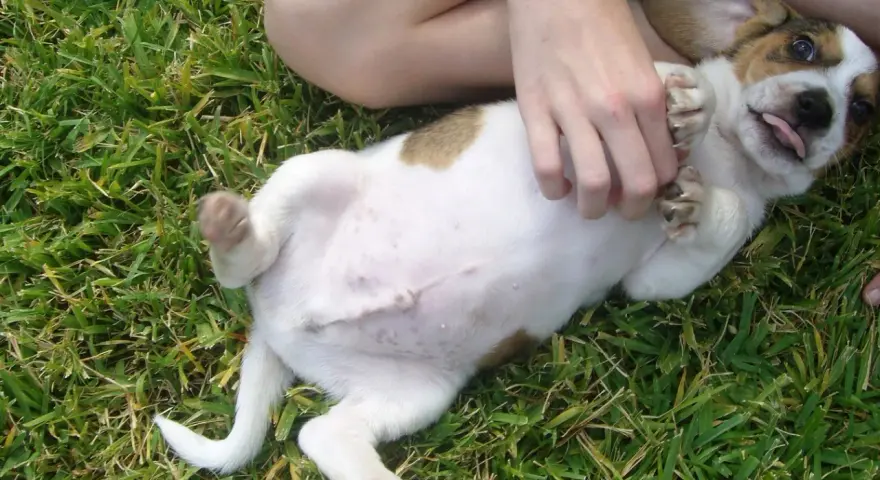 Un cachorro adorable con barriga hinchada juega en la hierba.
