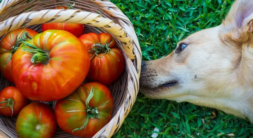 Un perro curioso olfatea una cesta llena de tomates rojos y verdes. ¿Sabías que los perros pueden comer tomate?