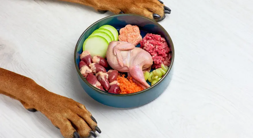 Un tazón azul con ingredientes para comida casera para perros: codorniz, corazones de pollo, carne picada, zanahoria, calabacín y apio. Patas de perro observan.