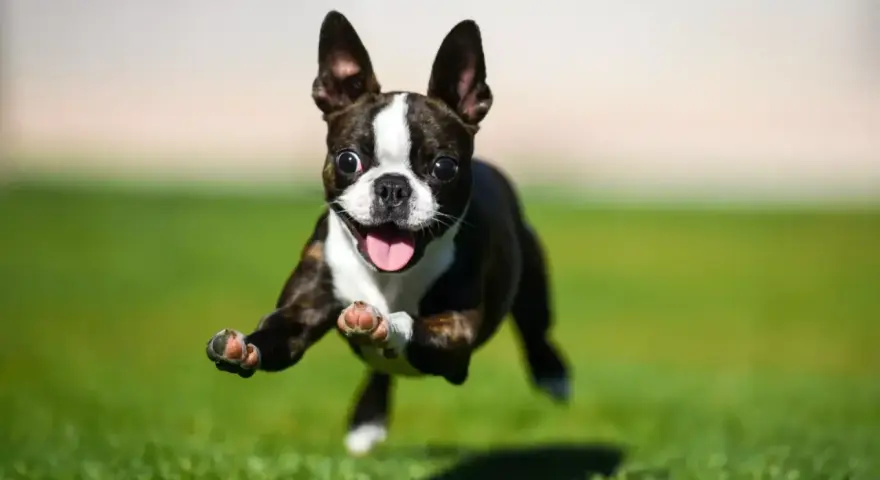 Un Boston Terrier con **zoomies** corre feliz por el césped, con las patas en el aire y la lengua fuera.