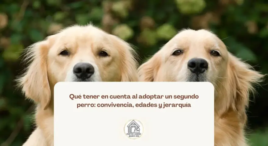 Dos perros dorados observan atentamente. El texto sugiere cómo presentar un cachorro a un perro adulto, considerando la convivencia.