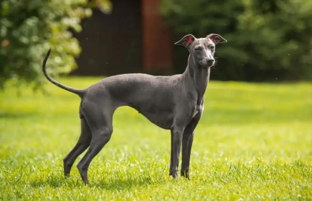 Un elegante galgo italiano de pelaje gris oscuro posa en un prado verde, con su cola curvada y orejas atentas.