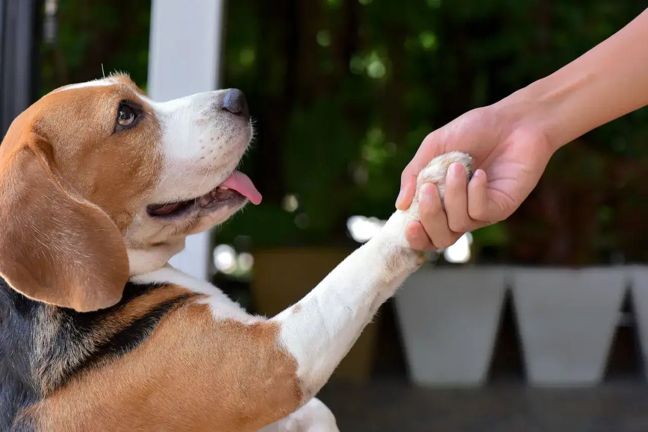 Un perro beagle, un perro obediente, da la pata a una persona.