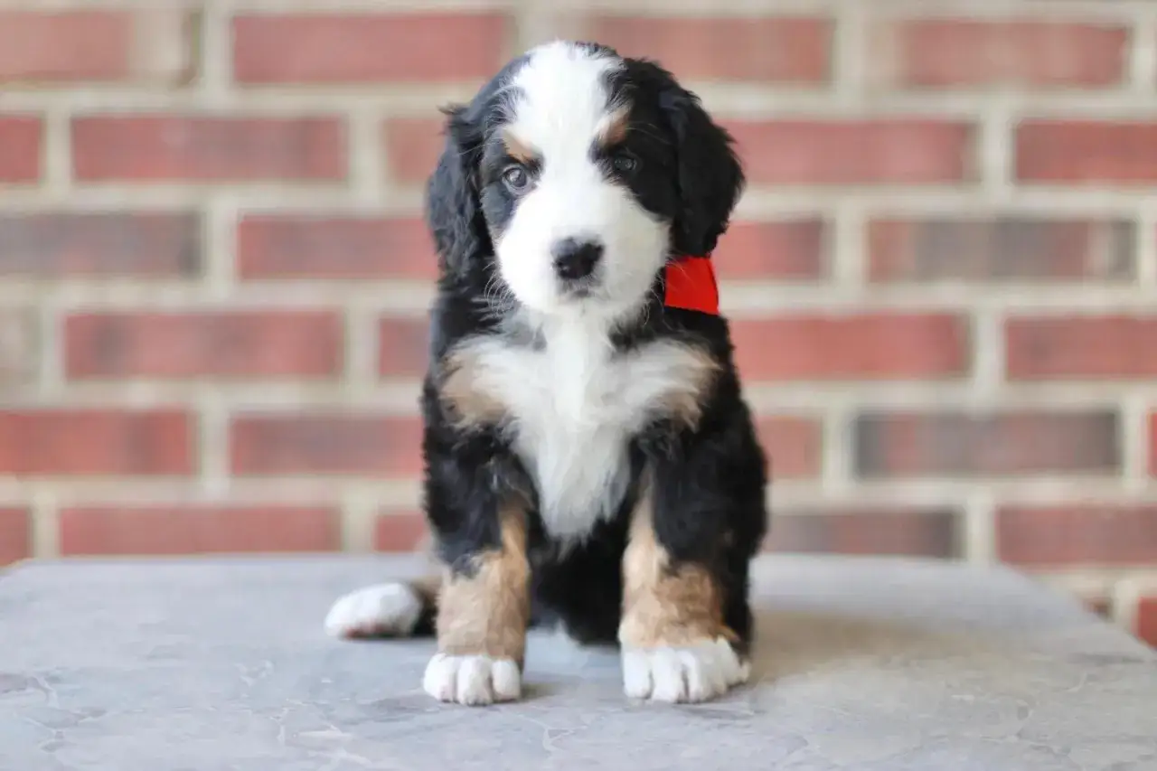 Adorable bernedoodle mini cachorro con collar rojo, sentado frente a una pared de ladrillos.