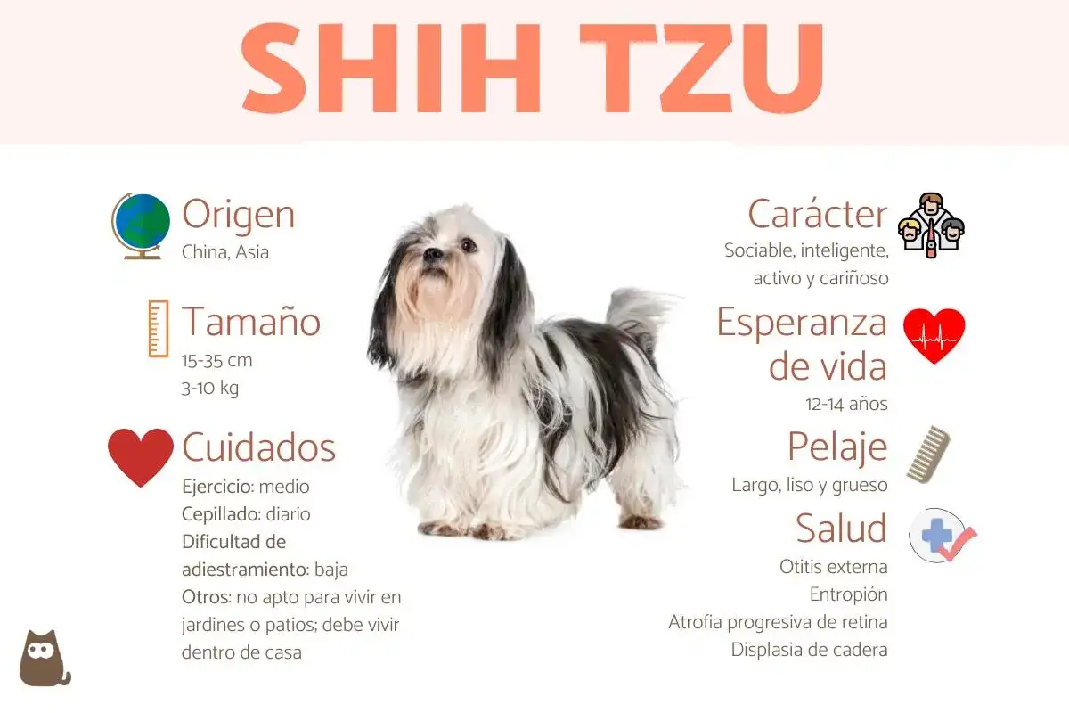 Un perro shih tzu de pelaje largo y blanco y negro, con información sobre su origen, tamaño, cuidados, carácter, esperanza de vida, pelaje y salud.