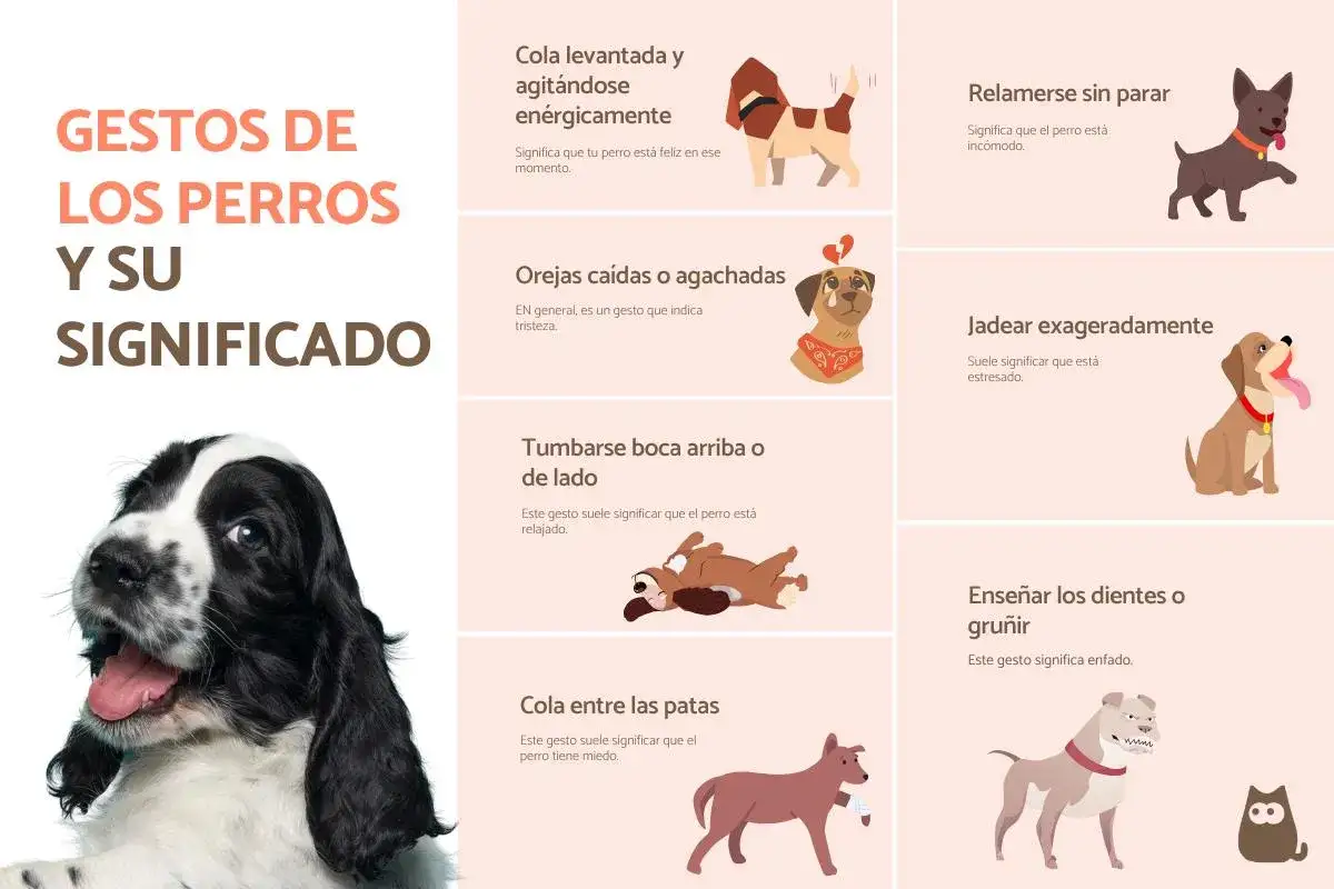 Gu&iacute;a visual de 50 gestos de los perros y su significado. Aprende a interpretar el lenguaje corporal canino, desde la cola levantada hasta las orejas ca&iacute;das.