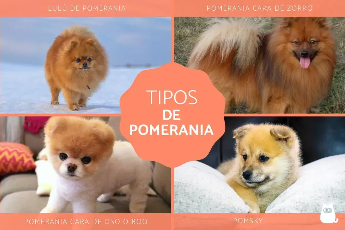 Cuatro adorables perros, mostrando diferentes tipos de Pomerania: Lulu, cara de zorro, cara de oso (Boo) y un cachorro Pomsky.