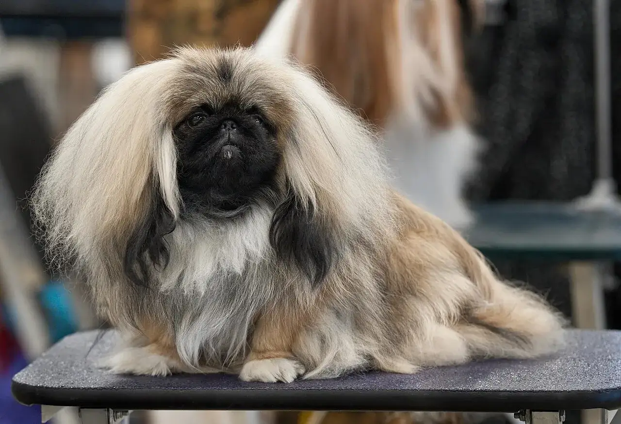 Perro pekin&eacute;s con melena dorada y negra, cara negra y ojos oscuros.