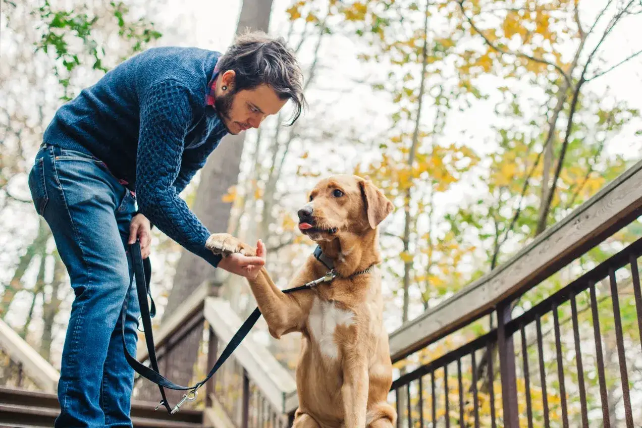 Un adiestrador de perros ense&ntilde;a a su perro a dar la pata en unas escaleras exteriores, rodeados de &aacute;rboles oto&ntilde;ales.