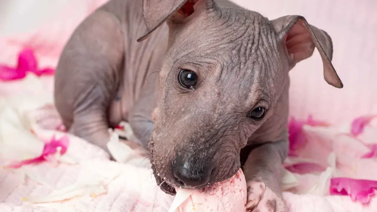 Un tierno perro sin pelo mordisquea un helado rosa rodeado de pétalos de flores.