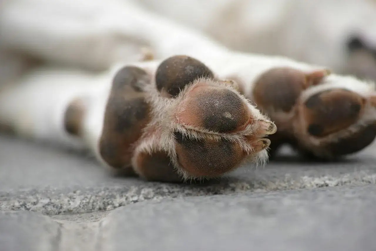 Almohadillas de perro con pelusa, ideales para aplicar remedios caseros para hidratar las almohadillas de los perros.