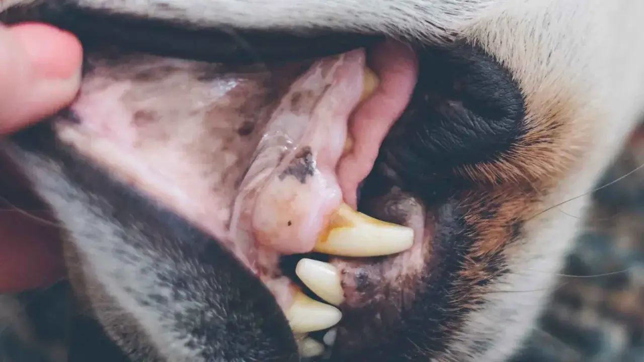 Boca de perro con enc&iacute;as blancas y rosadas, mostrando dientes amarillentos y una peque&ntilde;a mancha oscura.