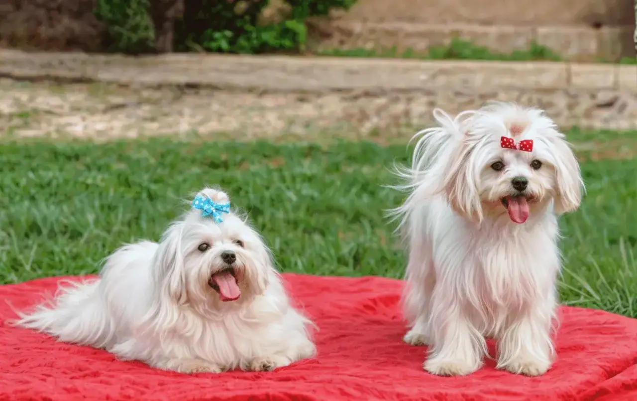 Dos adorables bichones malteses, uno tumbado y otro de pie, con lazos en la cabeza. &iexcl;Perfectos para aprender como educar a un bichon maltes!