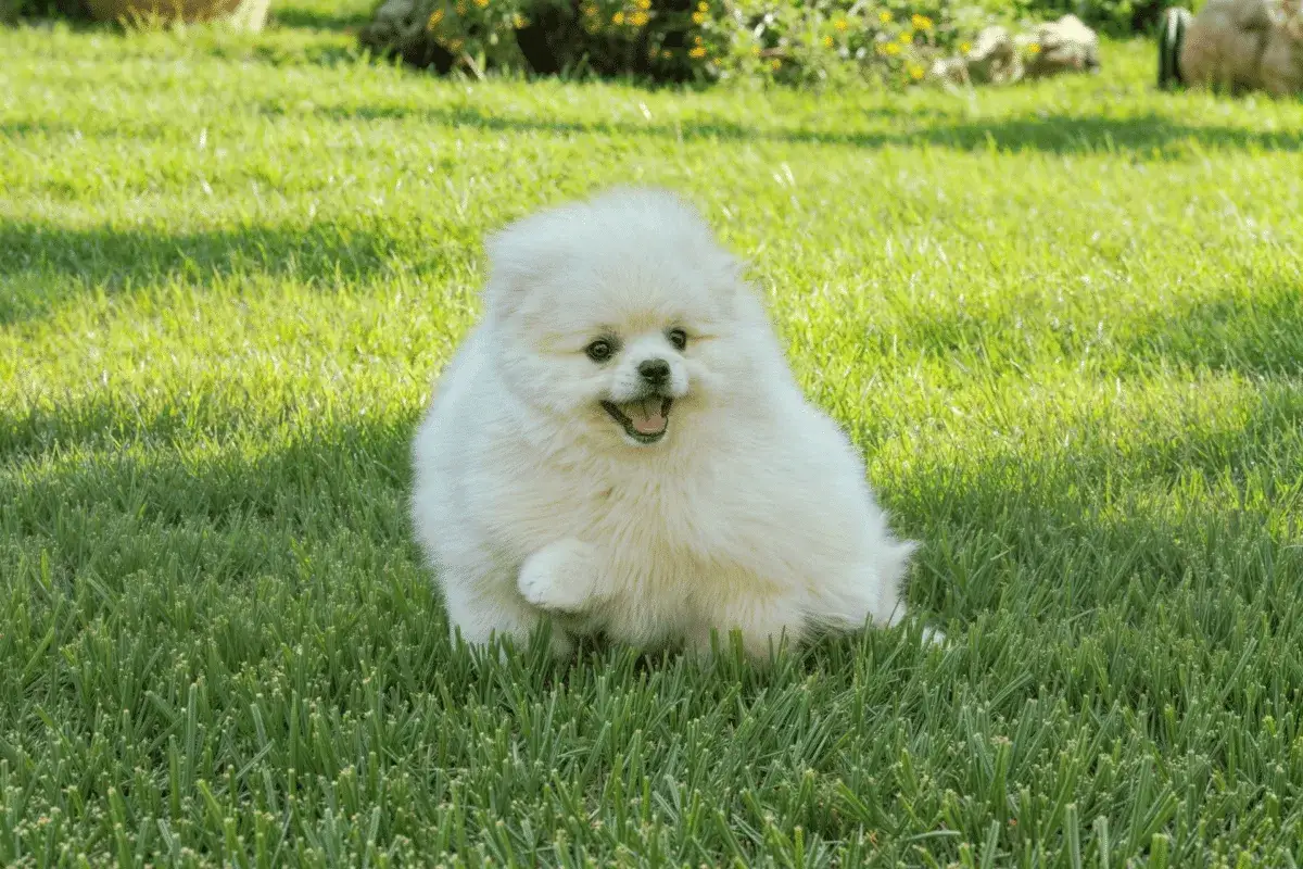 Un adorable perro blanco pequeño, un Pomerania, corre feliz por el césped verde, con la boca abierta y la lengua fuera.