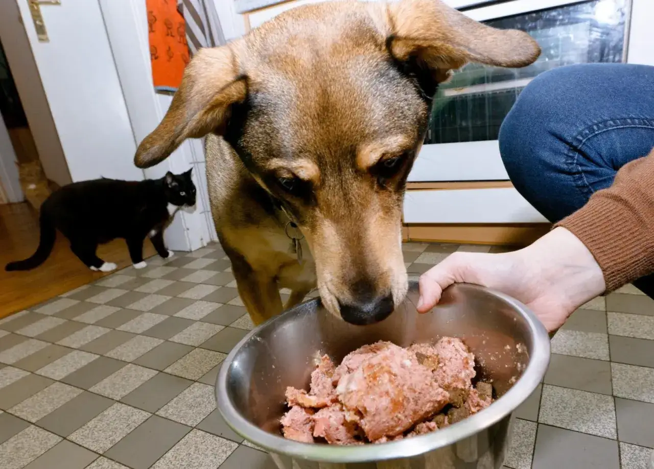 Un perro marr&oacute;n huele un cuenco de carne cruda. Un gato negro observa desde el fondo. Los perros pueden comer carne cruda.